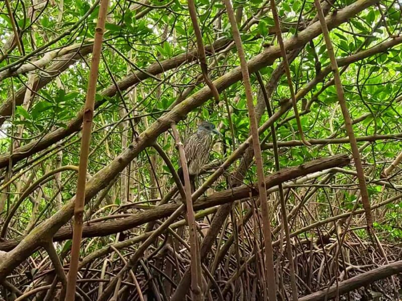 St. Petersburg: Clear Kayak Rental at Clam Bayou Nature Park - Why Choose This Kayak Rental at Clam Bayou?