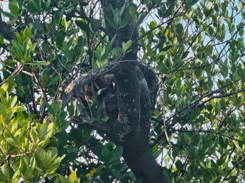 St. Petersburg: Clear Kayak Rental at Clam Bayou Nature Park - The Sum Up: A Peaceful Self-Guided Kayaking Escape