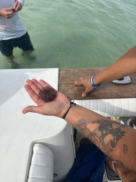 St. Petersburg, FL: 3-Hour Eco Tour with Island Hopping - Included Equipment and Refreshments