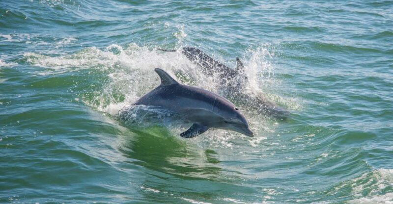 St. Petersburg, FL: Private 2-Hour Dolphin Watching Cruise - What Sets This Tour Apart from Others