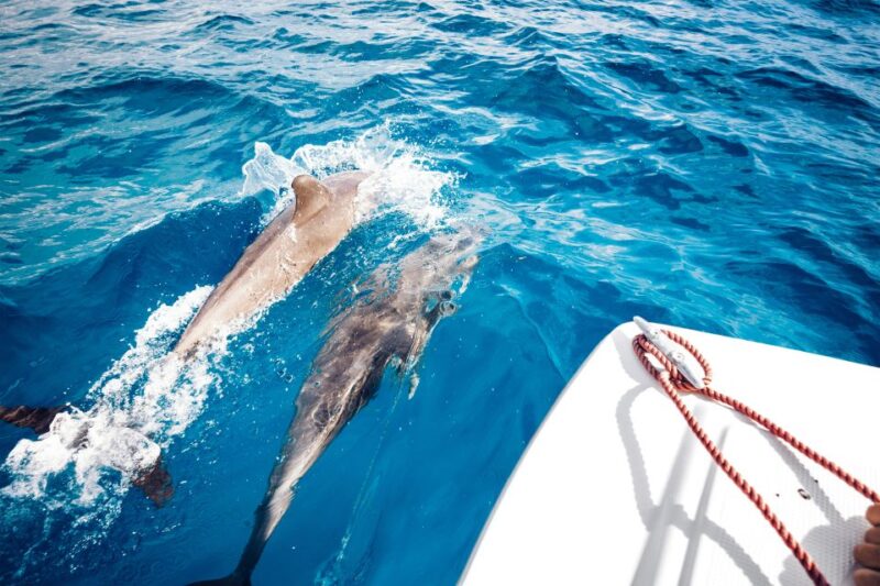 St. Petersburg, FL: Private 2-Hour Dolphin Watching Cruise - The Sum Up: A Relaxed and Educational Dolphin Adventure