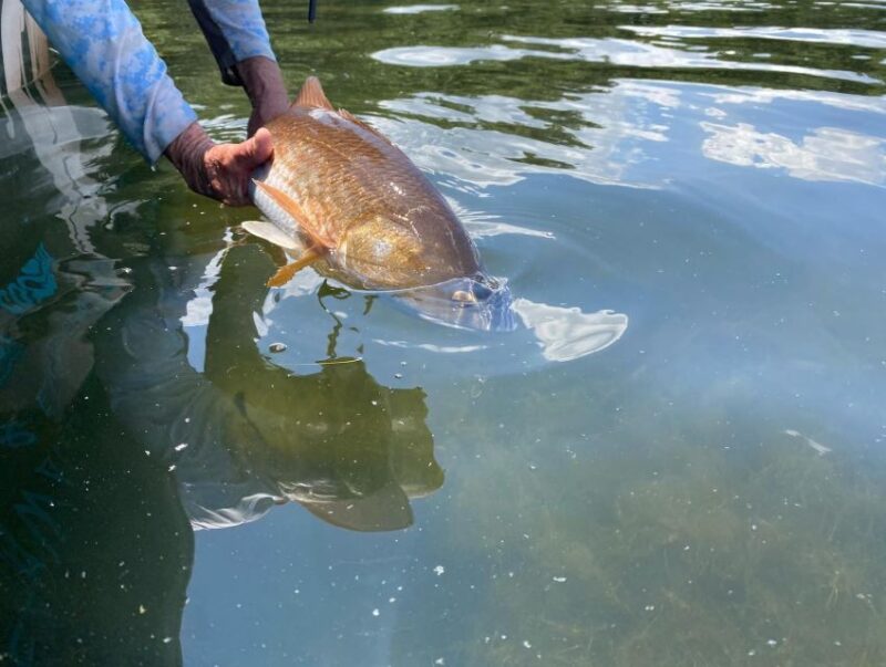 St. Petersburg, FL: Tampa Bay Private Inshore Fishing Trip - One-Strong Review Highlights the Experience