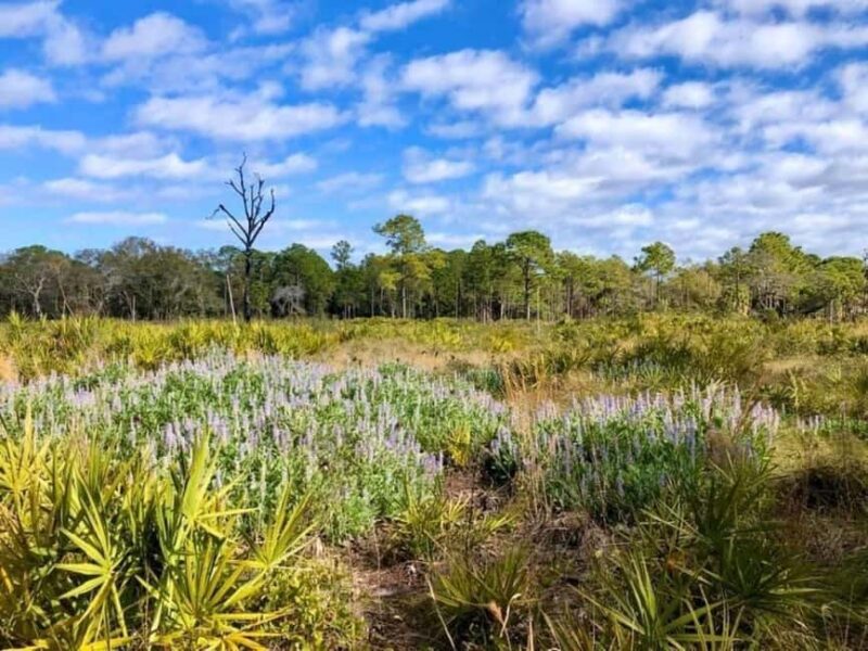 St. Petersburg: Lake Maggiore Bike Tour with Guide - Key Points