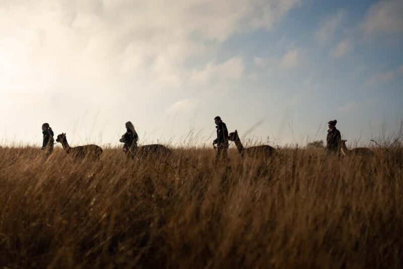 Staffordshire: Wetley Moor Alpaca Trekking Experience - Physical Requirements and Suitability
