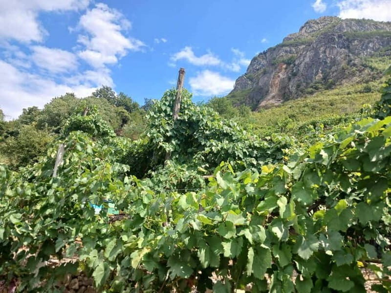 Stairway to Heaven ! Peacefull Guest House near the center ! - Included Comforts and Free Amenities