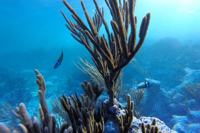 Stand-Up Paddle boarding in Tulum with Snorkeling 1hr - Physical Requirements and Accessibility