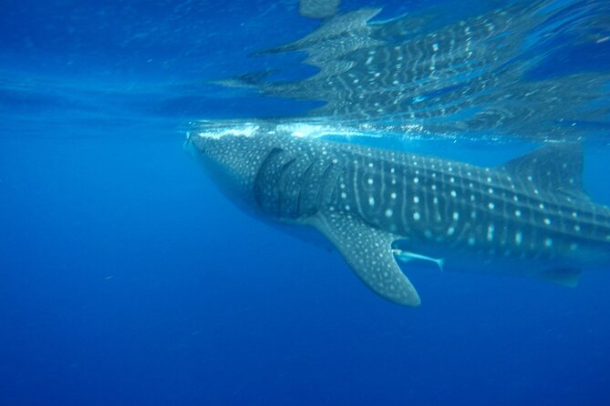 Stand-Up Paddle boarding in Tulum with Snorkeling 1hr - The Booking Process and Cancellation Policy