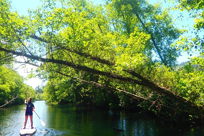 Stand Up Paddle Tour - The Experience: Scenic Paddling Among Nature