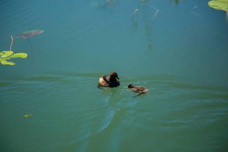 Stand Up Paddleboard on Skadar Lake - An Epic Adventure ! - What’s Included and What to Prepare For