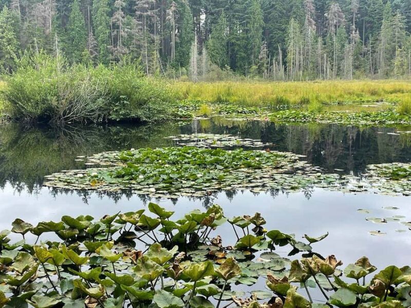Stanley Park Highlights 2.5 Hour Walking Tour - Exploring the Stanley Park Pavilion and Rose Garden