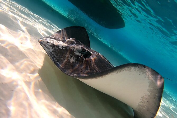 Starfish, Stingrays and the Turtle Sanctuary Snorkeling Tour - Who Would Love This Snorkeling Tour?