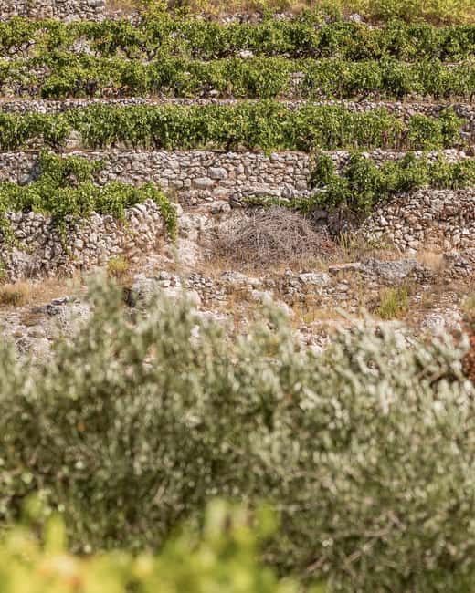 Stari Grad: Private Tuk-Tuk tour with Wine tasting - The Experience of a Private Guided Tuk-Tuk Ride