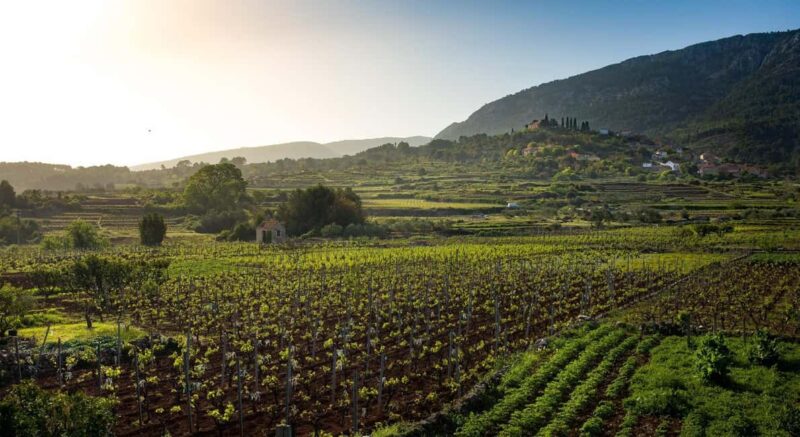 Stari Grad: Private Tuk-Tuk tour with Wine tasting - Why This Tour Offers Excellent Value