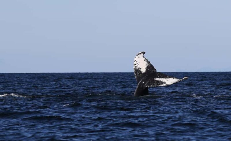 Steveston Village: Whale Watching Tour - Key Points
