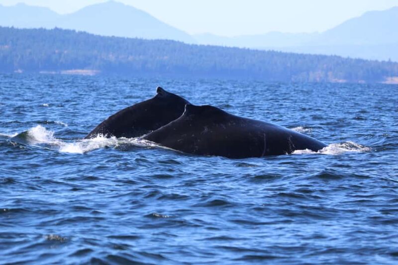 Steveston Village: Whale Watching Tour - Meeting Point at the Seabreeze Adventures Office