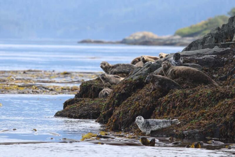 Steveston Village: Whale Watching Tour - The Onboard Experience: Comfort and Wildlife Viewing