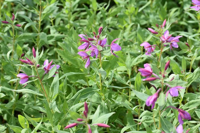 Stikine River Wilderness Tour - Accessibility and Group Size Considerations