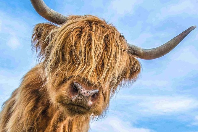 Stirling Castle Loch Lomond and Trossachs National Park day tour - Discover the Best of Scottish Highlands in a Private Day Tour