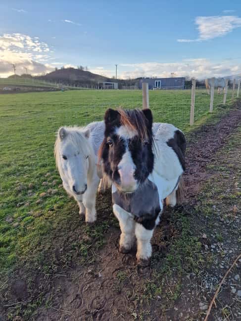 Stirling: Harmony Fields Animal Sanctuary Guided Tour - Discovering Harmony Fields and Its Rescued Animals