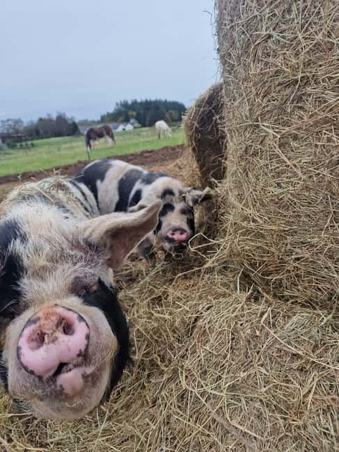 Stirling: Harmony Fields Animal Sanctuary Guided Tour - What the Guided Tour Reveals About the Sanctuary and Its Animals