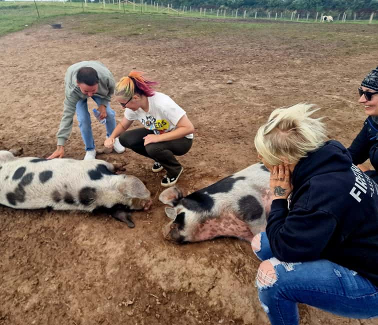 Stirling: Harmony Fields Animal Sanctuary Guided Tour - Post-Tour Relaxation and Extra Time with the Animals