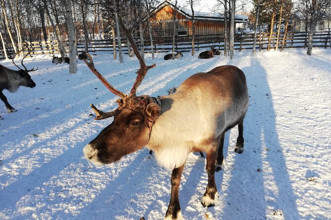 Stockholm Christmas Tour and Food Experience - Admiring the World’s Tallest Natural Christmas Tree