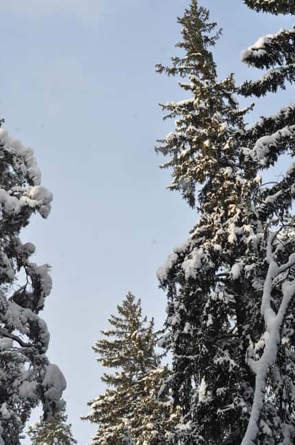 Stockholm: Dog Walk in Nature Reserve with Swedish Fika - Swedish Fika: Coffee, Mushroom Tea, and Home-Baked Treats