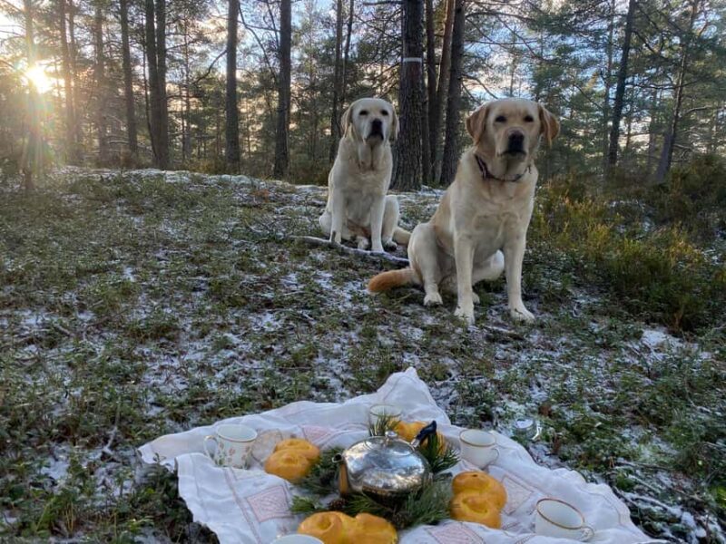 Stockholm: Dog Walk in Nature Reserve with Swedish Fika - Operational Details and Practical Tips
