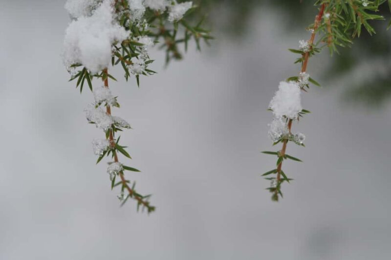 Stockholm: Dog Walk in Nature Reserve with Swedish Fika - Value and Booking Options