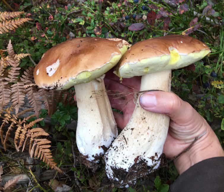 Stockholm: Dog Walk in Nature Reserve with Swedish Fika - Accessibility and Suitability