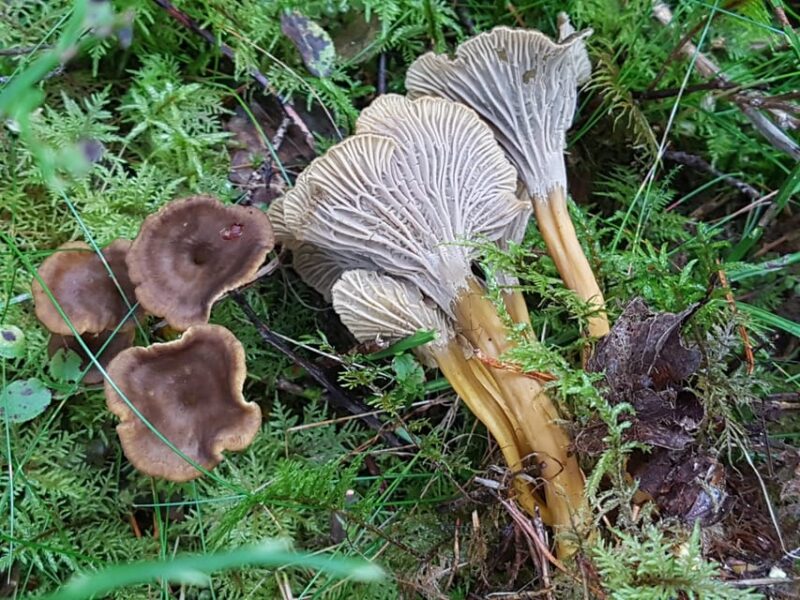 Stockholm, Mushroom and Wild Plant Foraging Tour with expert - Discover Stockholm’s Edible Wilderness with a Mushroom and Wild Plant Foraging Tour