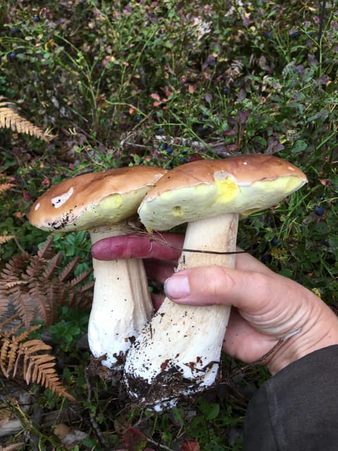 Stockholm, Mushroom and Wild Plant Foraging Tour with expert - Practical Details: What’s Included and What to Prepare