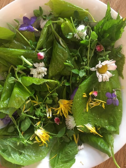 Stockholm, Mushroom and Wild Plant Foraging Tour with expert - Concluding the Foraging Experience in Stockholm