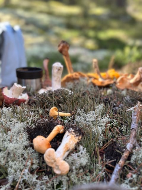 Stockholm, Mushroom and Wild Plant Foraging Tour with expert - Frequently Asked Questions