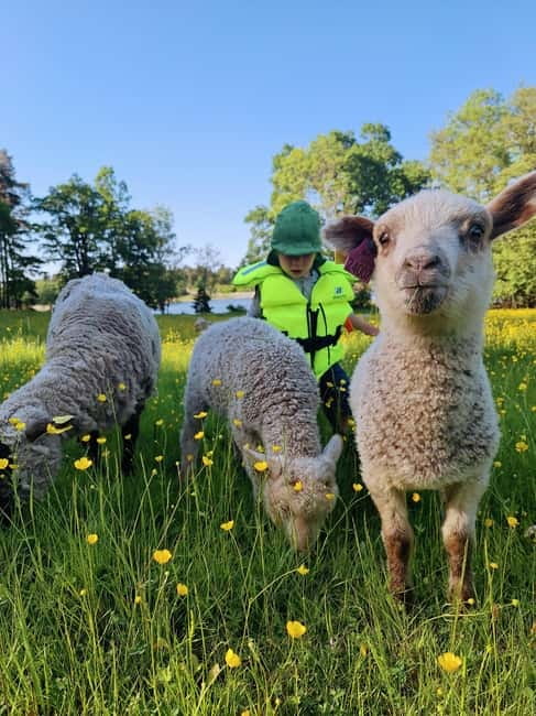 Stockholm: Self Guided Kayak Adventure in Nature Reserve - Key Points