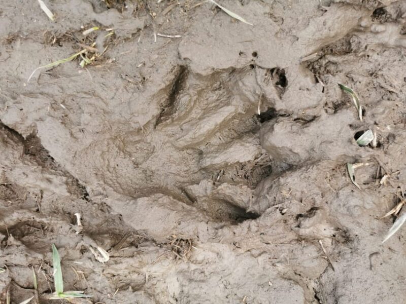 Stockholm: Wildlife Tour With Dinner and Short Hike - Stockholm: Wildlife Tour With Dinner and Short Hike