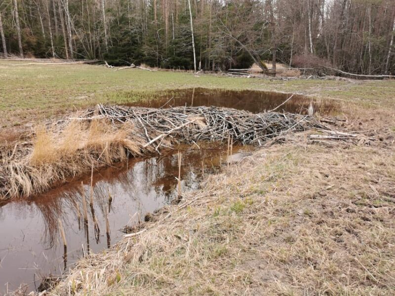 Stockholm: Wildlife Tour With Dinner and Short Hike - Key Points