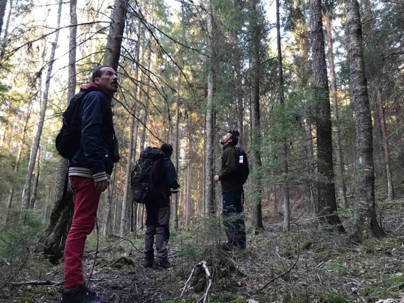 Stockholm: Wildlife Tour With Dinner and Short Hike - Nighttime Wildlife Observation with Torches