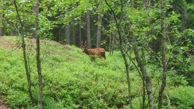 Stockholm: Wildlife Tour With Dinner and Short Hike - Physical Requirements and Accessibility