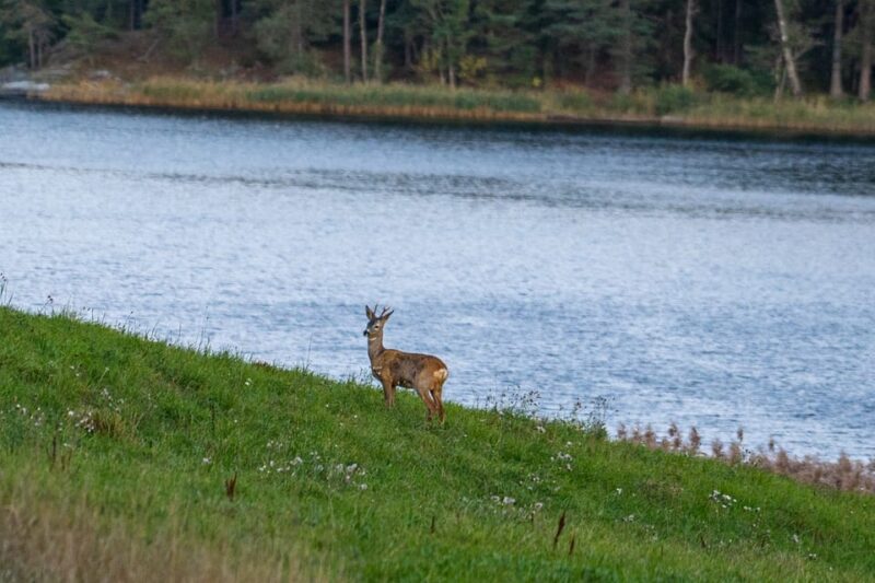 Stockholm: Wildlife Tour With Dinner and Short Hike - The Small Group Advantage: Personal and Engaging