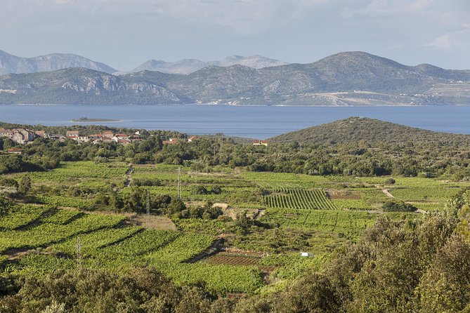 Ston and Peljesac with Wine Tasting Private Tour - Visiting the oyster and mussel farms at Ston
