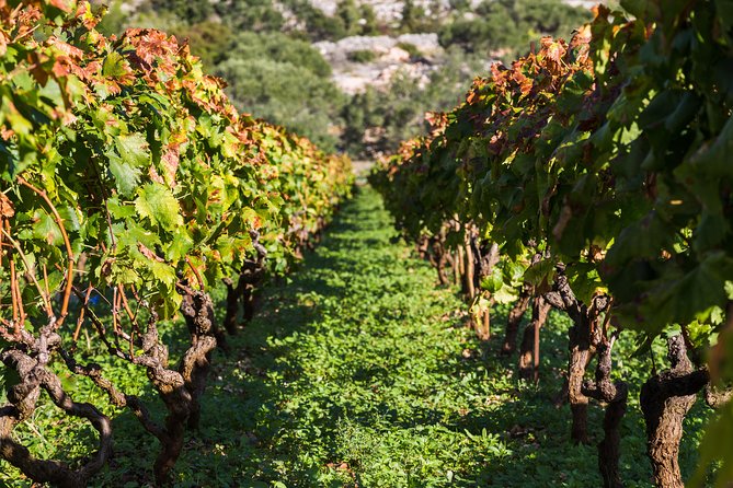 Ston and Peljesac with Wine Tasting Private Tour - The local guide and overall experience