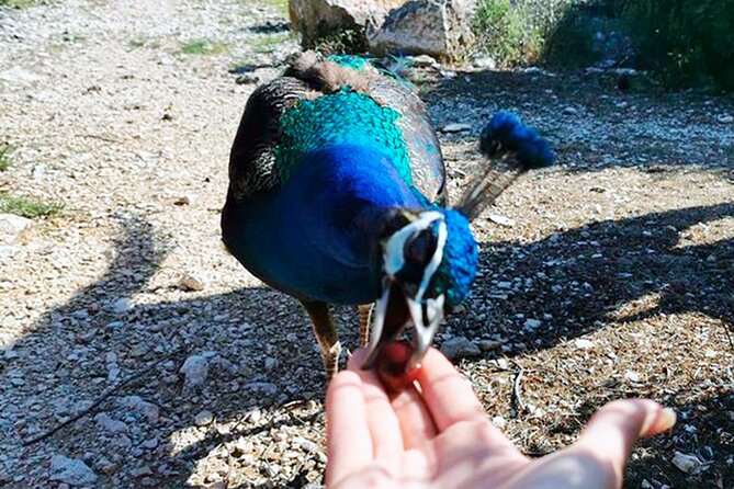 Stop on Island & National Park Day Cruise with Lunch Drinks - The Unique Stop at Sveti Jerolim Island