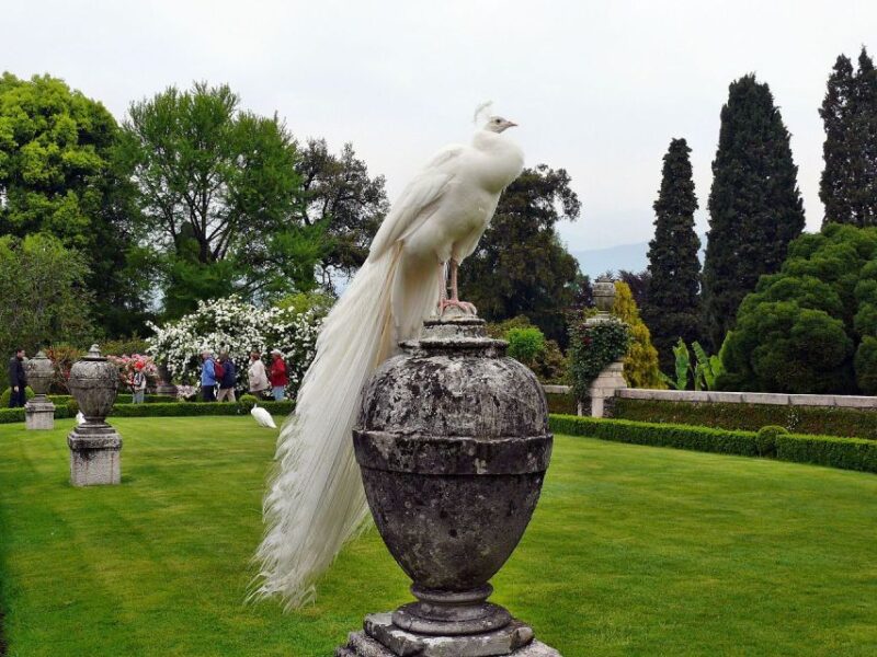 Stresa: Madre & Bella Borromean Islands Boat Trip - Exploring Isola Madre’s Botanical Gardens and Birdlife