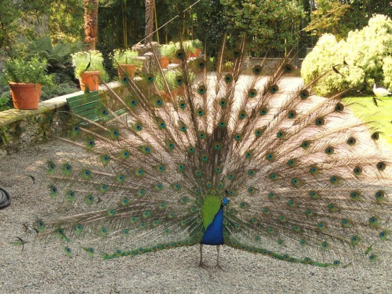 Stresa: Madre & Bella Borromean Islands Boat Trip - Who Will Enjoy This Tour Most?