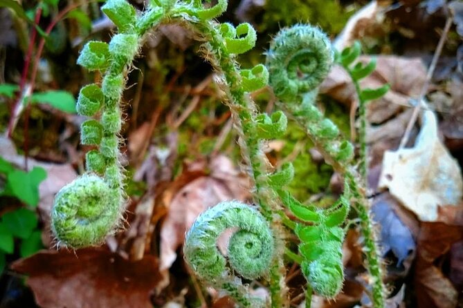 Stroll Back in Time Smokies History Streams and Forest Hike - Discover the Stroll Back in Time Smokies History Streams and Forest Hike