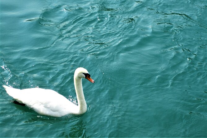 (STTG04) - Sightseeing Cruise at Geneva with Wine and Aperitif - Key Points