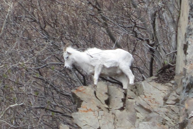 Stunning Turnagain Arm Tour: "A Must See Destination" - Potter Marsh: Wildlife and Birdwatching Haven