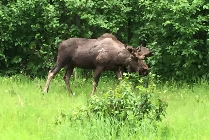 Stunning Turnagain Arm Tour: "A Must See Destination" - The Guide: Knowledgeable and Engaging