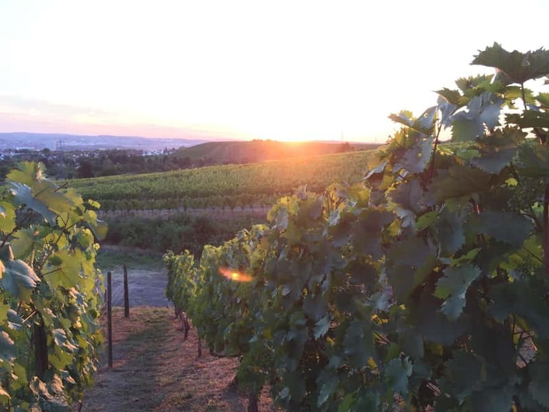 Stuttgart: E-bike wine tour including tasting - Exploring Stuttgarts Vineyards from the Old Wine Press in Fellbach